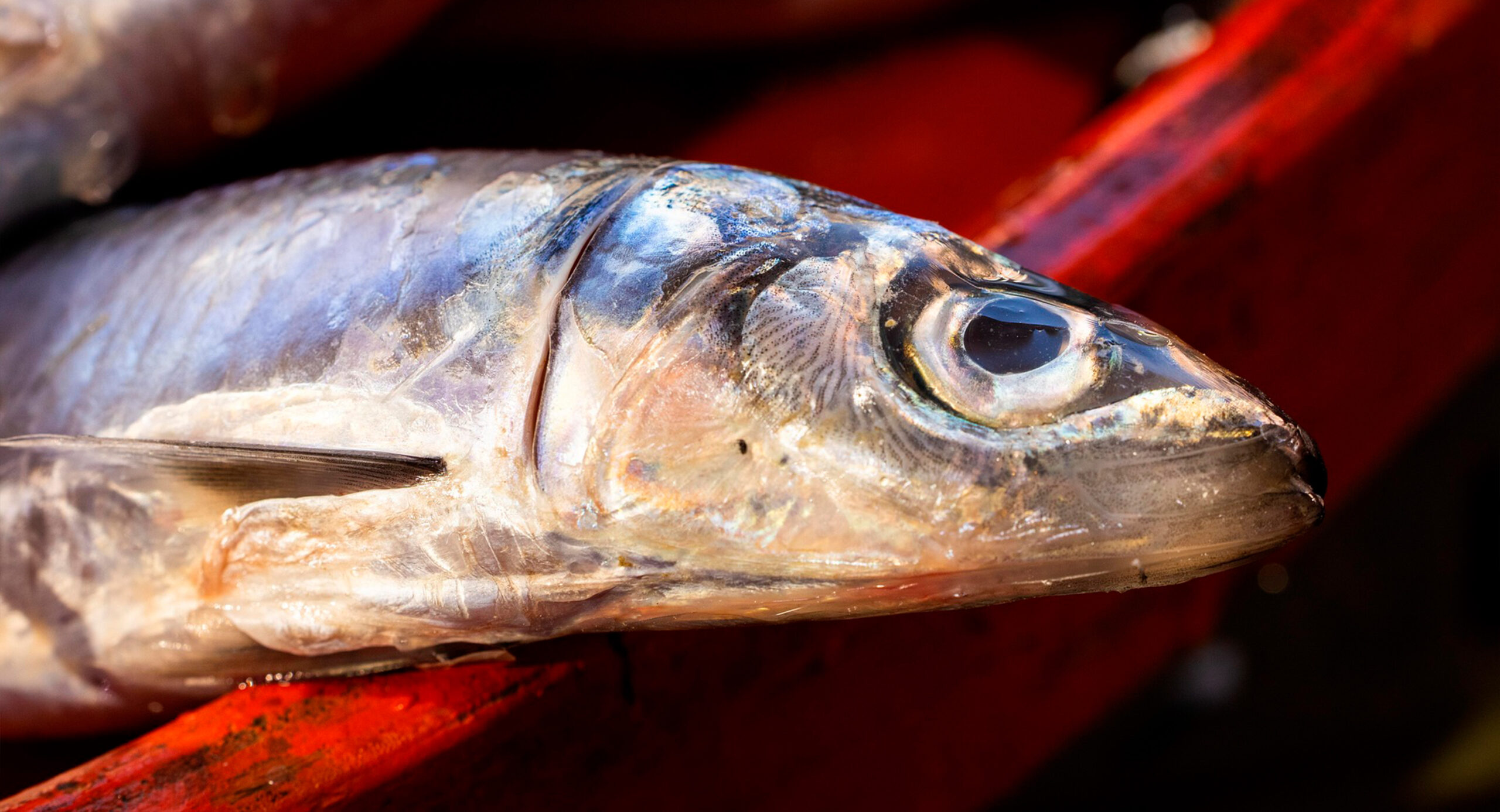 A imagem mostra um peixe pequeno, prateado e brilhante, em close, com destaque para a cabeça e o olho. Ele está apoiado sobre uma superfície vermelha, possivelmente uma caixa ou bancada de pesca. As escamas refletem a luz, dando um aspecto úmido e fresco. Ao fundo, há outros peixes desfocados, sugerindo um ambiente de mercado ou pesca recente.