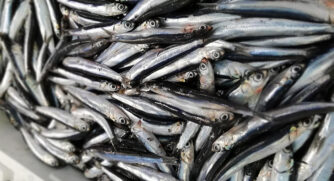 A imagem mostra uma grande quantidade de peixes pequenos e alongados, identificados como anchovas, armazenados em uma caixa branca, possivelmente de isopor. Os peixes têm corpo prateado e brilhante, com tons azulados e escuros no dorso, além de olhos bem destacados. Eles estão empilhados uns sobre os outros, com aparência úmida e fresca, sugerindo que foram pescados recentemente. A cena remete a um ambiente de pesca, mercado de peixes ou armazenamento logo após a captura.