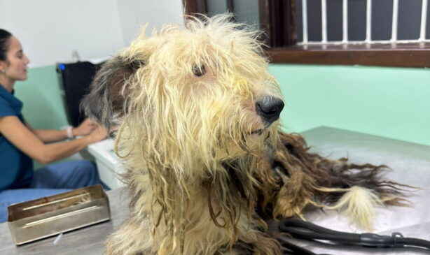 Os animais foram resgatados pelo Departamento de Bem-Estar Animal em parceria com a Aipa, e encaminhados a uma clínica veterinária para os primeiros atendimentos