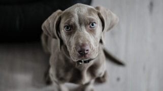 É uma desordem hormonal relativamente comum na espécie canina e raro em felinos, sendo caracterizada pela produção insuficiente dos hormônios da tireoide
