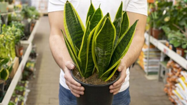 O segredo para uma Espada-de-São-Jorge saudável está no fundo do vaso: a combinação de argila expandida e manta bidim impede que a água acumule e apodreça as raízes/freepik
