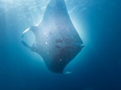 Raia-manta gigante Moana descoberta por grupo ambiental do Litoral de São Paulo