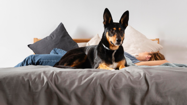 Cachorros e gatos, por exemplo, acabam tendo seu organismo condicionado a relaxar profundamente apenas com esse estímulo de adormecer na cama, junto à pessoa (Fotos: Freepik)