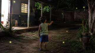 Criança brincando com vagalumes