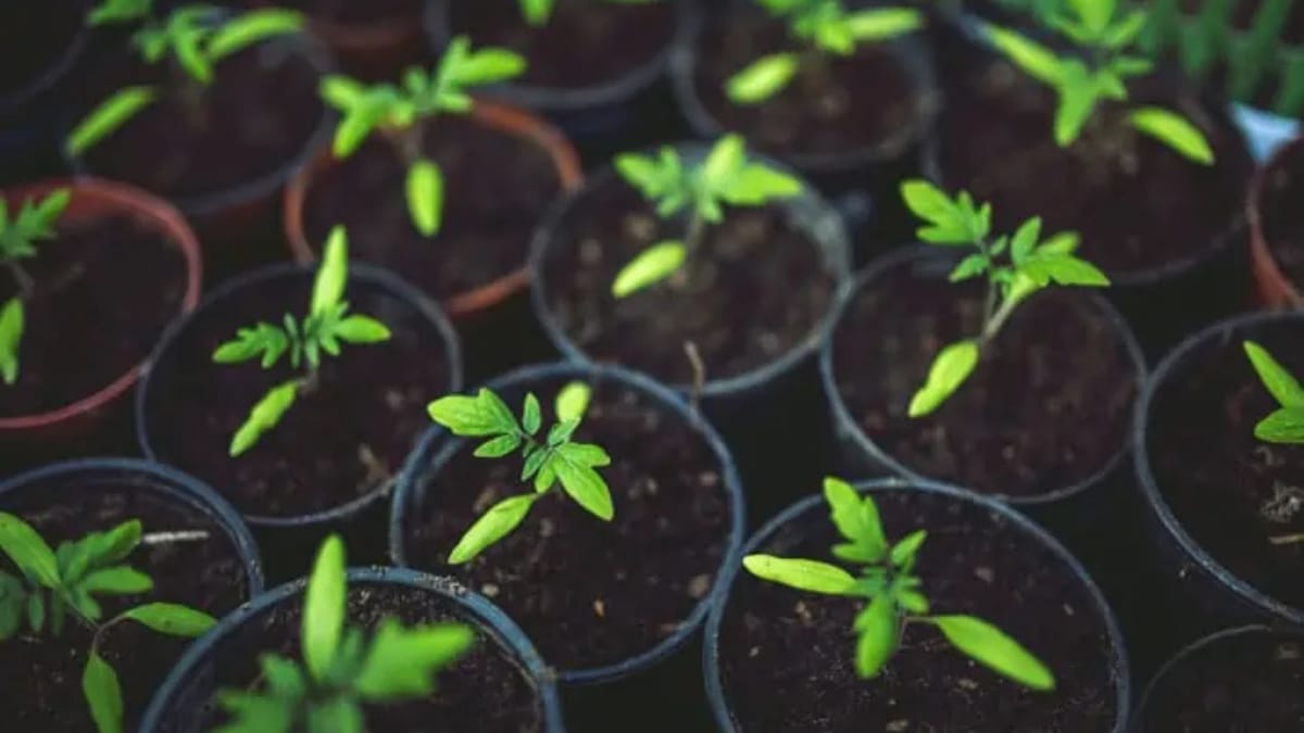 Uma foto de cima para baixo de várias pequenas mudas de tomate crescendo em vasos de plástico individuais e compactos, com solo escuro.