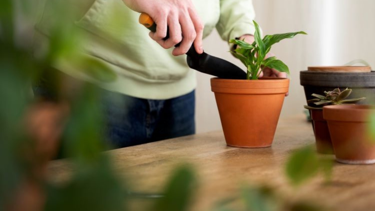 A close-up de uma pessoa usando luvas de jardinagem e segurando uma pequena pá de metal para plantar uma jovem muda de planta em um vaso de terracota.