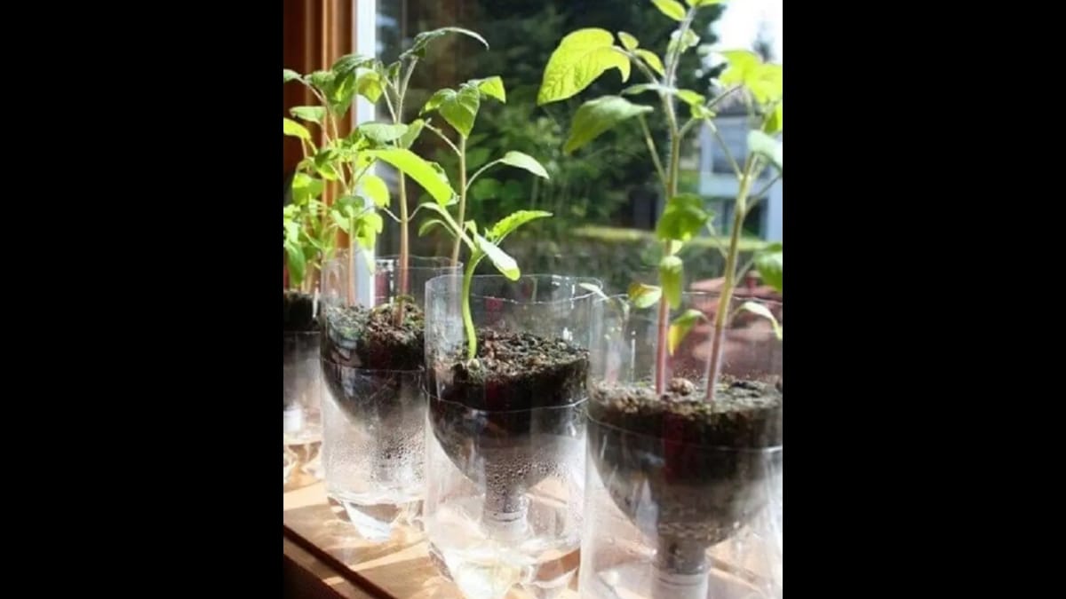 Mudas de tomate crescendo em vasos feitos de garrafas PET transparentes, posicionadas em uma prateleira de madeira perto de uma janela com luz solar.
