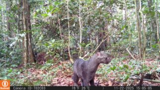 Gato-mourisco cinzento fotografado por armadilha fotográfica em meio à vegetação densa e folhas secas de uma floresta
