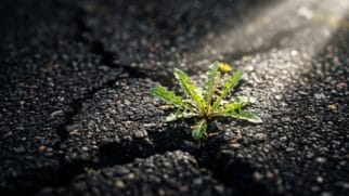 Planta crescendo e rompendo o asfalto, simbolizando a oportunidade nascendo no meio de um ambiente difícil e adverso