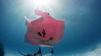 Raia manta rosa nadando no oceano sob luz do sol atravessando a água.