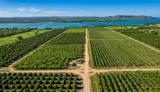 Imagem de produção de uvas