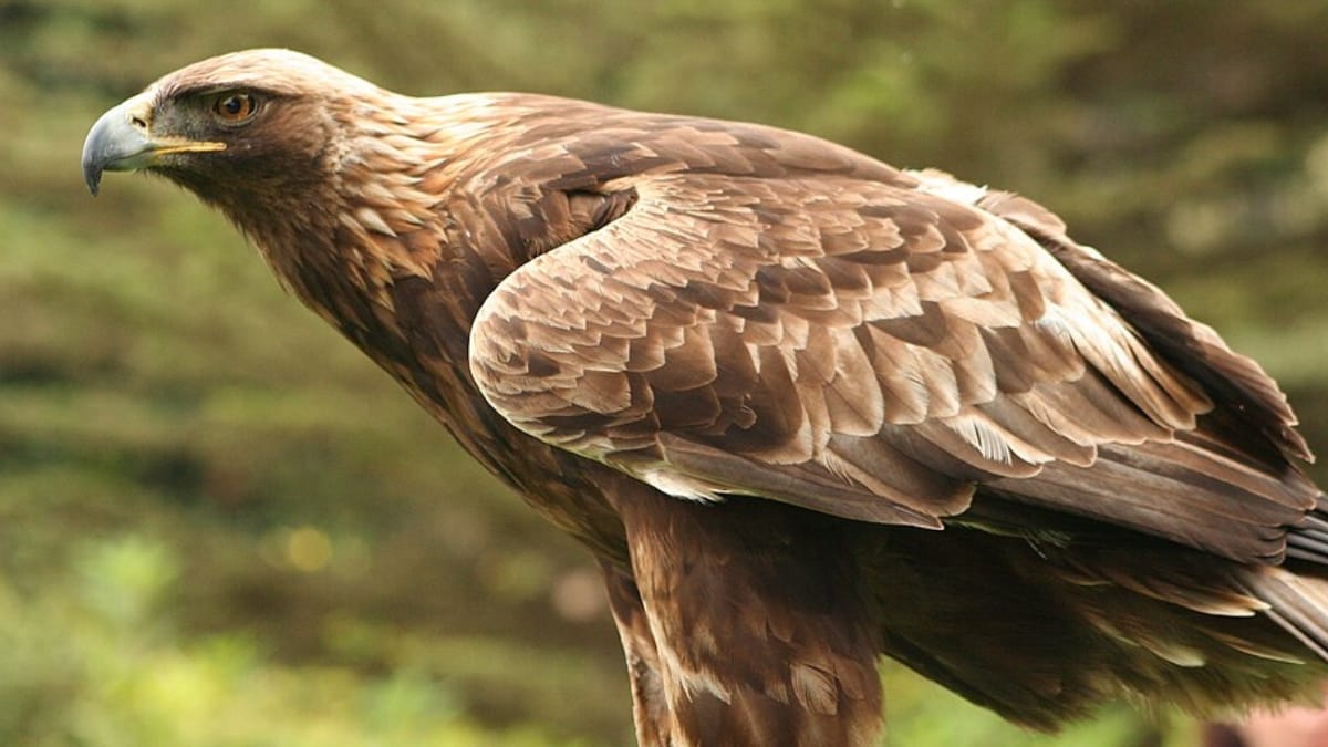 Close de perfil de uma águia-real, destacando suas penas marrons e douradas e o bico curvado e afiado.