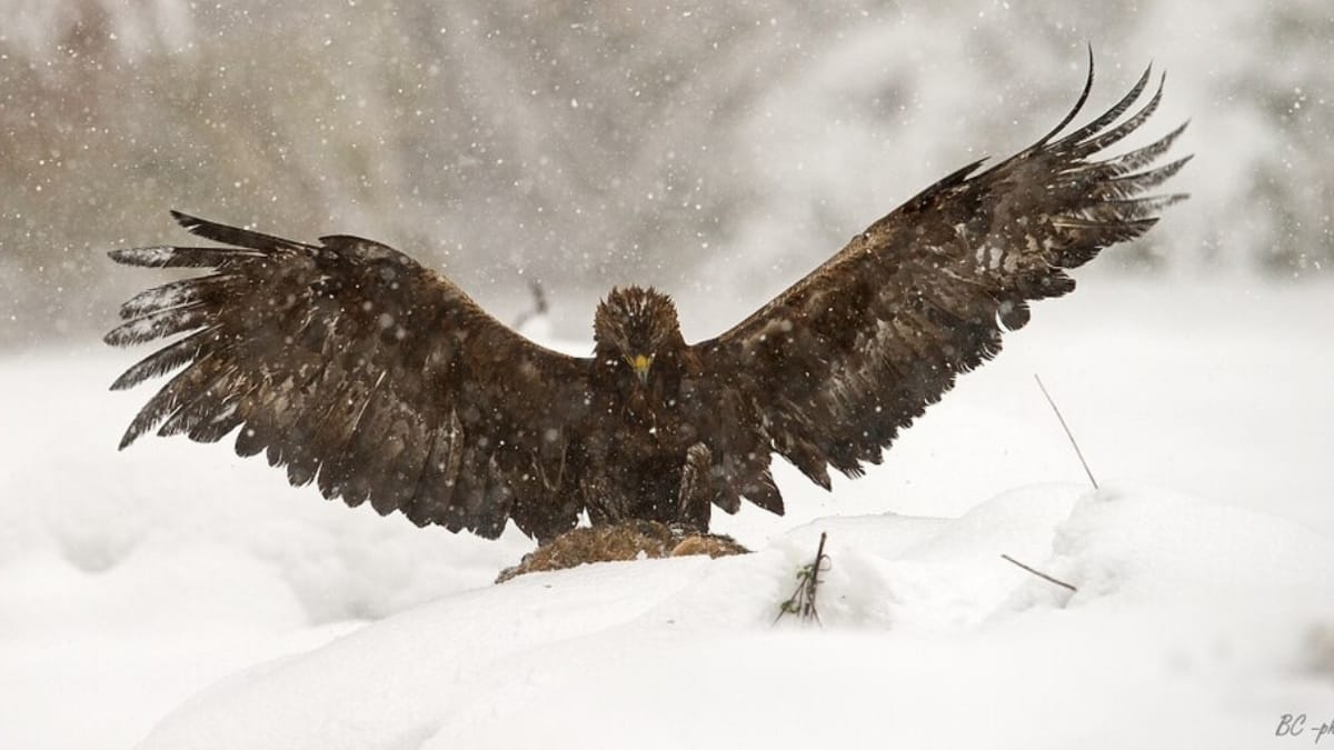 Águia-real pousada na neve com as asas abertas durante uma nevasca, olhando para o chão.