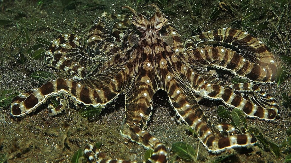 Polvo-mímico com os tentáculos estendidos em padrão radial sobre o fundo arenoso e escuro do mar.