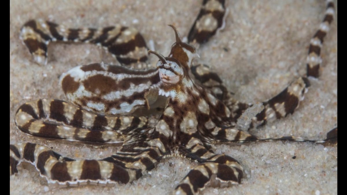 Polvo-mímico camuflado em areia clara, destacando seus olhos saltados com duas pequenas estruturas pontiagudas na cabeça.