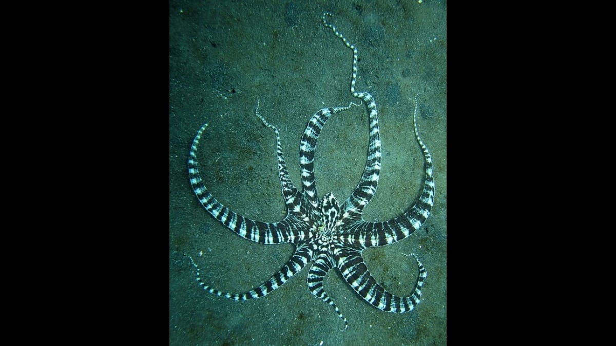 Polvo-mímico perfeitamente camuflado no fundo do mar entre pequenas plantas aquáticas e sedimentos escuros.