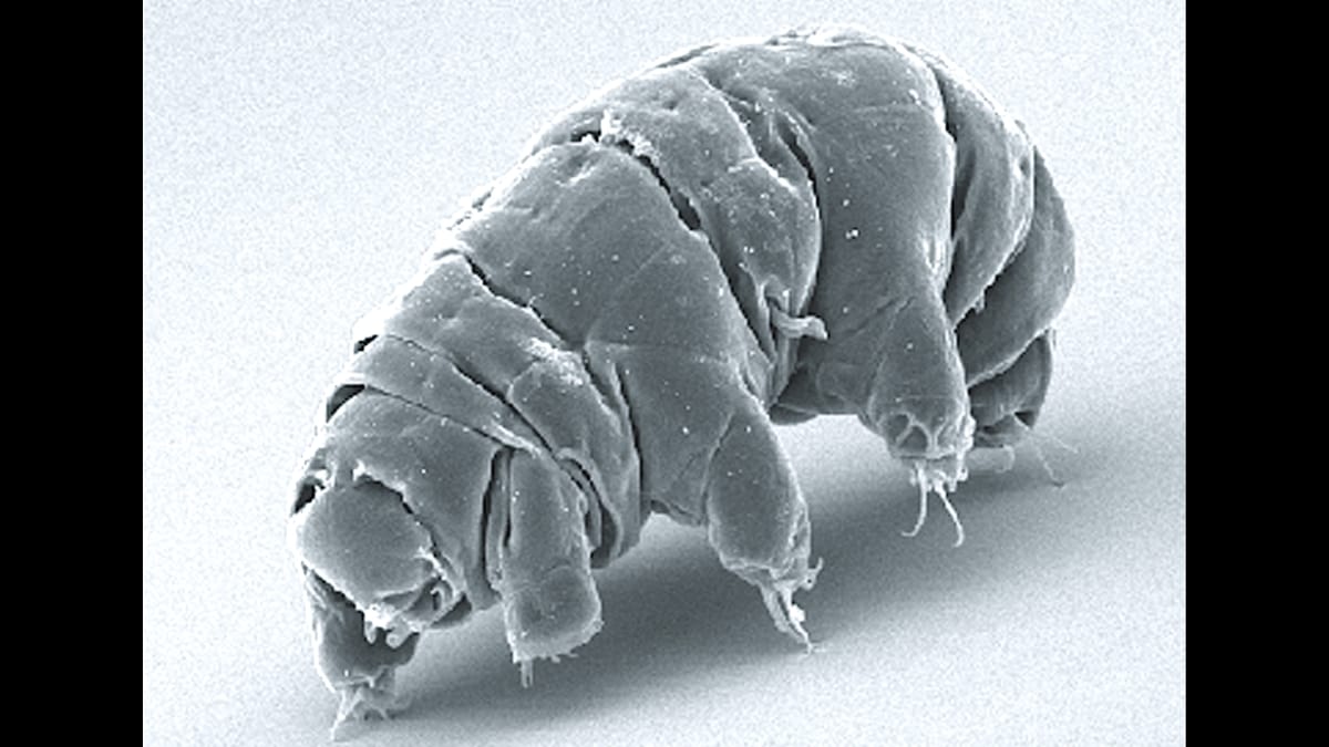 Imagem microscópica mostra dois tardígrados ampliados em tons de cinza sobre fundo escuro.