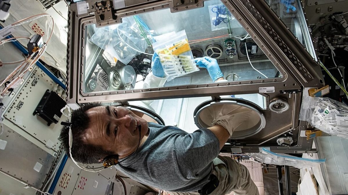 Astronauta manipula equipamentos científicos em laboratório espacial durante experimento com micro-organismos.