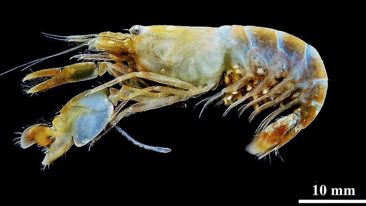 Pequeno camarão com uma garra desproporcional fotografado sobre fundo preto em imagem científica.