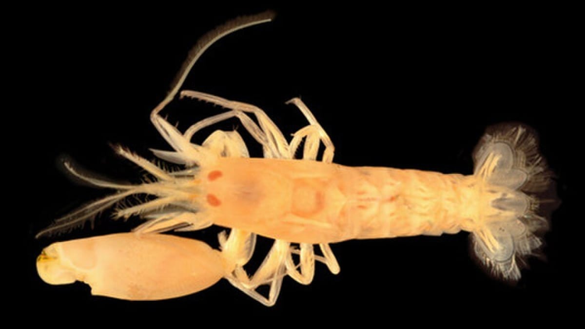 Imagem de laboratório mostra camarão-de-estalo claro sobre fundo preto destacando sua enorme garra frontal.