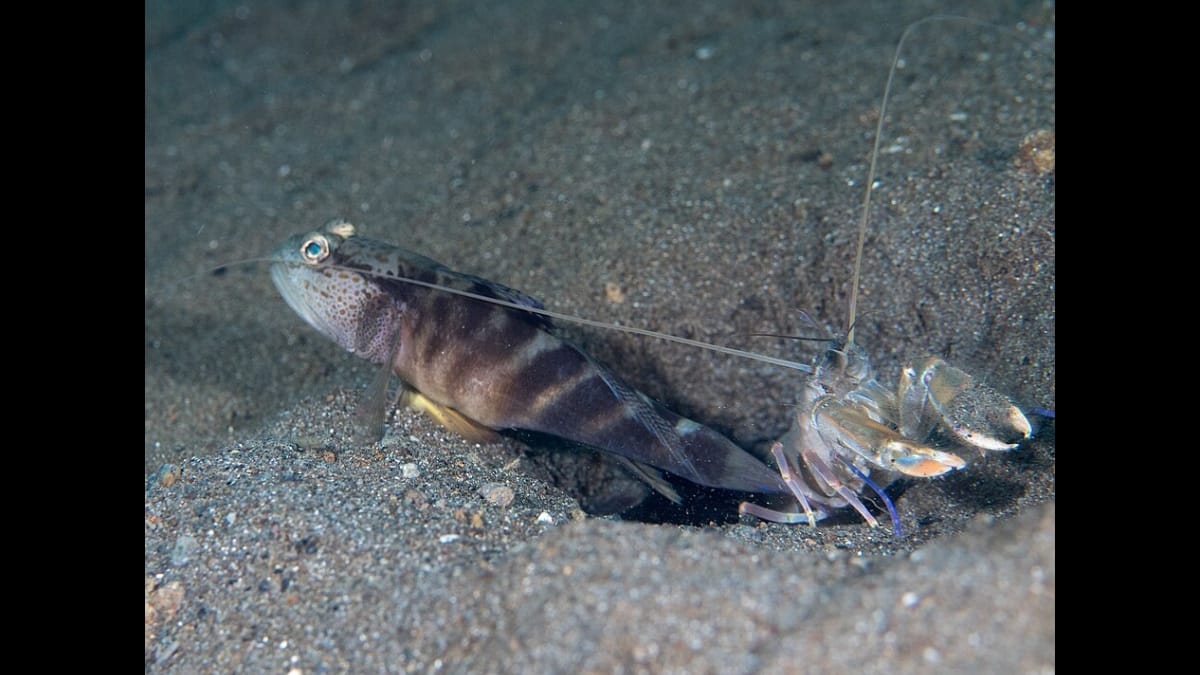 Camarão-de-estalo escondido na areia do fundo do mar ao lado de um peixe, pronto para atacar com sua grande garra.