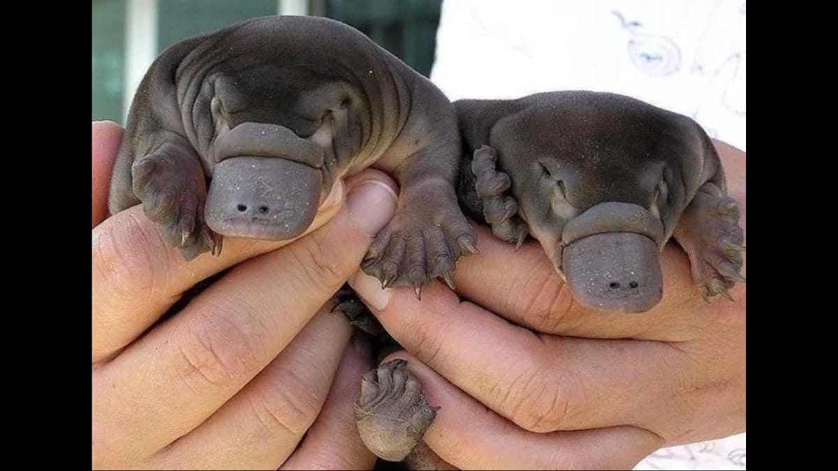 Uma foto de close-up mostrando dois minúsculos filhotes de ornitorrinco sendo segurados delicadamente em mãos humanas brancas espalmadas.