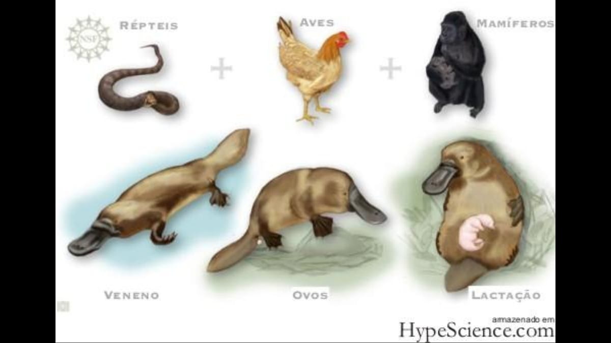 Um diagrama ilustrado comparando as características de um ornitorrinco com as de uma cobra (réptil), uma galinha (ave) e um gorila amamentando (mamífero).