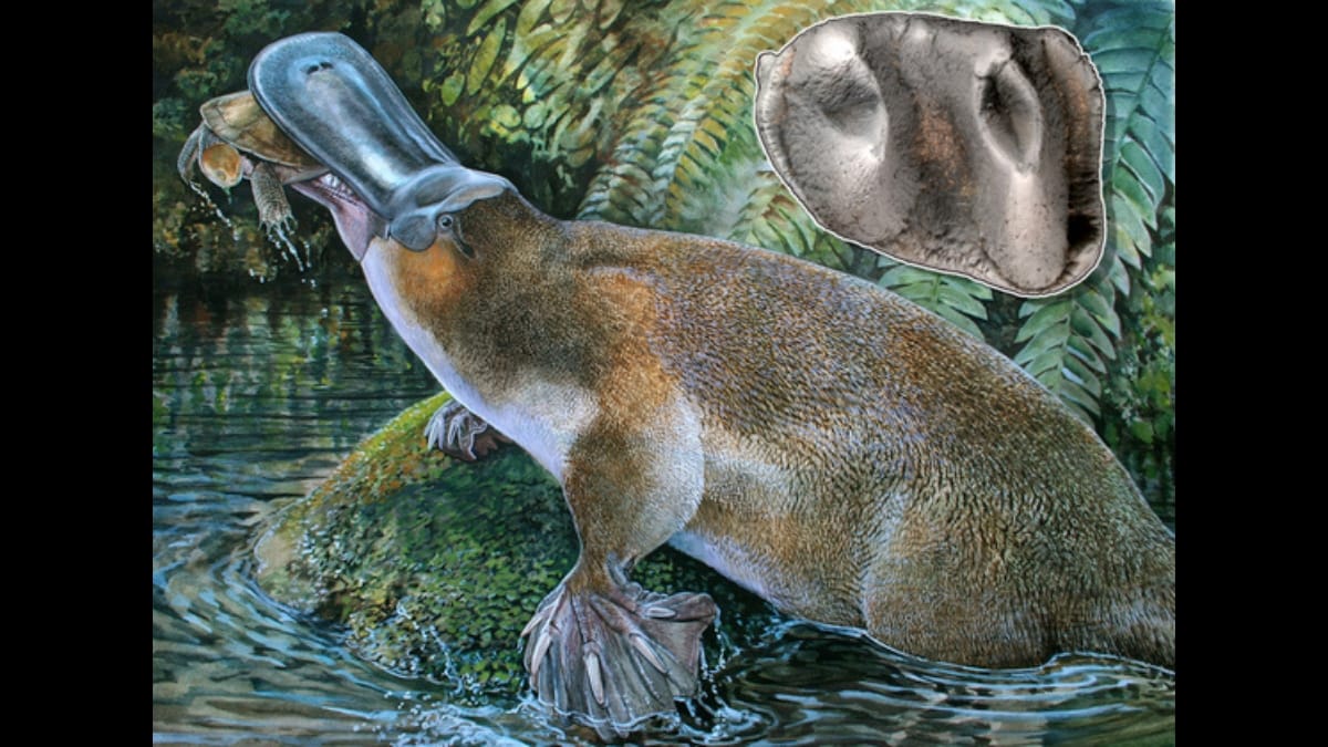 Uma ilustração colorida e detalhada de um ornitorrinco caçando um pequeno caranguejo na água rasa de uma floresta. Um detalhe mostra buracos no bico.
