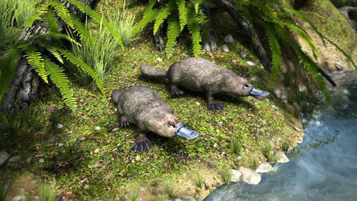 Uma fotografia realista de dois ornitorrincos adultos rastejando sobre uma margem de rio densamente coberta de grama e samambaias na floresta.