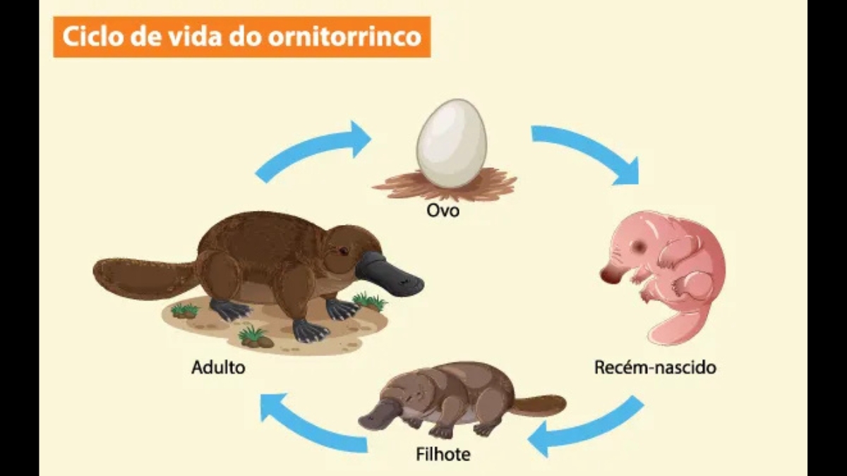 Um diagrama infográfico colorido ilustrando as quatro etapas do ciclo de vida do ornitorrinco em um fundo bege claro.