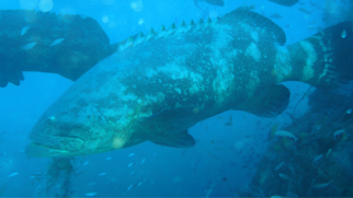 Uma fotografia subaquática em plano médio captura a imponência de um peixe-mero (Epinephelus itajara) gigante nadando em seu habitat natural, cercado pela biodiversidade marinha. Elementos em Destaque O Peixe-Mero Principal (Eixo Central): O imenso peixe-mero domina o centro da composição, posicionado diagonalmente com a cabeça voltada para o canto esquerdo inferior. Seu corpo robusto exibe uma pele grossa com padrões de camuflagem em tons de cinza, marrom e manchas esbranquiçadas. Na parte superior, destaca-se a sua barbatana dorsal serrilhada, enquanto seus olhos pequenos e boca larga evidenciam as características marcantes da espécie. O Segundo Mero (Canto Superior Esquerdo): A cauda e a parte posterior do corpo de um segundo mero de grande porte aparecem de forma parcial, indicando que os animais estão nadando em grupo (agregação). O Recife e o Cardume (Canto Inferior Direito): Uma estrutura de recife rochoso ou costão escuro ergue-se na lateral direita. Ao redor dele e sob a barriga do mero principal, dezenas de pequenos peixes de cor clara nadam em sincronia, completando o cenário ecológico. Iluminação e Cores Efeitos de Luz: A luz solar penetra a coluna de água a partir da superfície, criando um efeito de feixes suaves e pequenas partículas suspensas iluminadas (backscatter) na parte superior esquerda. Paleta de Cores: A imagem é totalmente dominada por uma escala de tons frios, variando do azul-celeste da água aberta ao azul-turquesa e tons escuros de cinza e marrom nas rochas e no corpo dos peixes gigantes. Atmosfera: A cena transmite a serenidade e a magnitude da vida marinha