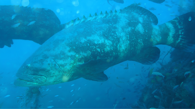 Uma fotografia subaquática em plano médio captura a imponência de um peixe-mero (Epinephelus itajara) gigante nadando em seu habitat natural, cercado pela biodiversidade marinha. Elementos em Destaque O Peixe-Mero Principal (Eixo Central): O imenso peixe-mero domina o centro da composição, posicionado diagonalmente com a cabeça voltada para o canto esquerdo inferior. Seu corpo robusto exibe uma pele grossa com padrões de camuflagem em tons de cinza, marrom e manchas esbranquiçadas. Na parte superior, destaca-se a sua barbatana dorsal serrilhada, enquanto seus olhos pequenos e boca larga evidenciam as características marcantes da espécie. O Segundo Mero (Canto Superior Esquerdo): A cauda e a parte posterior do corpo de um segundo mero de grande porte aparecem de forma parcial, indicando que os animais estão nadando em grupo (agregação). O Recife e o Cardume (Canto Inferior Direito): Uma estrutura de recife rochoso ou costão escuro ergue-se na lateral direita. Ao redor dele e sob a barriga do mero principal, dezenas de pequenos peixes de cor clara nadam em sincronia, completando o cenário ecológico. Iluminação e Cores Efeitos de Luz: A luz solar penetra a coluna de água a partir da superfície, criando um efeito de feixes suaves e pequenas partículas suspensas iluminadas (backscatter) na parte superior esquerda. Paleta de Cores: A imagem é totalmente dominada por uma escala de tons frios, variando do azul-celeste da água aberta ao azul-turquesa e tons escuros de cinza e marrom nas rochas e no corpo dos peixes gigantes. Atmosfera: A cena transmite a serenidade e a magnitude da vida marinha