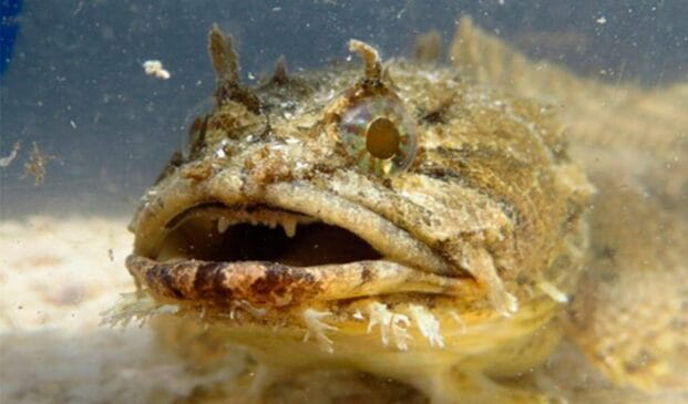 Há cerca de quinze anos, o peixe-sapo, uma espécie invasora e sem inimigos naturais, vem dizimando a fauna nativa do Complexo Estuarino de Paranaguá.