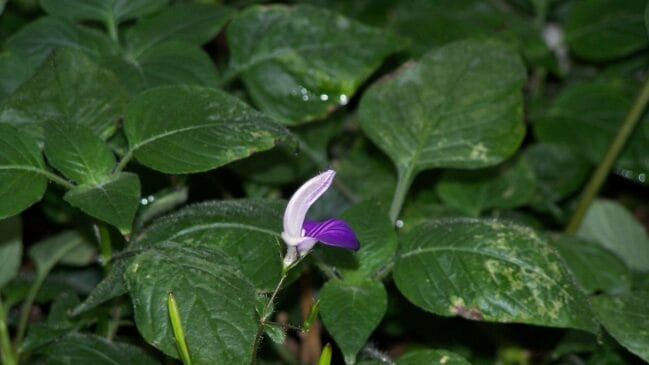 A flor da fotografia é conhecida como Salvia-gigante-tropical (Brillantaisia lamium)