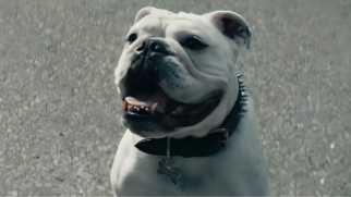 O animal, um buldogue de pelagem branca com manchas claras, aparece centralizado e voltado ligeiramente para a esquerda. Ele exibe uma expressão que remete a entusiasmo, com a boca aberta, a língua visível e os olhos escuros brilhantes. Bentley usa uma coleira de couro preta robusta, adornada com espinhos metálicos (spikes), e uma medalha de identificação em formato de osso pendurada na parte frontal. O fundo da imagem consiste em um gramado desfocado em tons de cinza e verde pálido, o que destaca a figura do cão em primeiro plano. A iluminação é natural e clara, realçando as dobras características da pele no rosto e no pescoço do buldogue. A composição transmite uma sensação de vitalidade, contrastando com o tom solene da homenagem prestada pela produção da série.