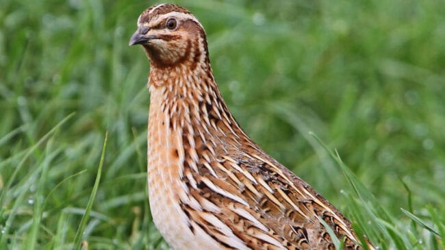 A imagem mostra uma codorna-comum em seu habitat natural