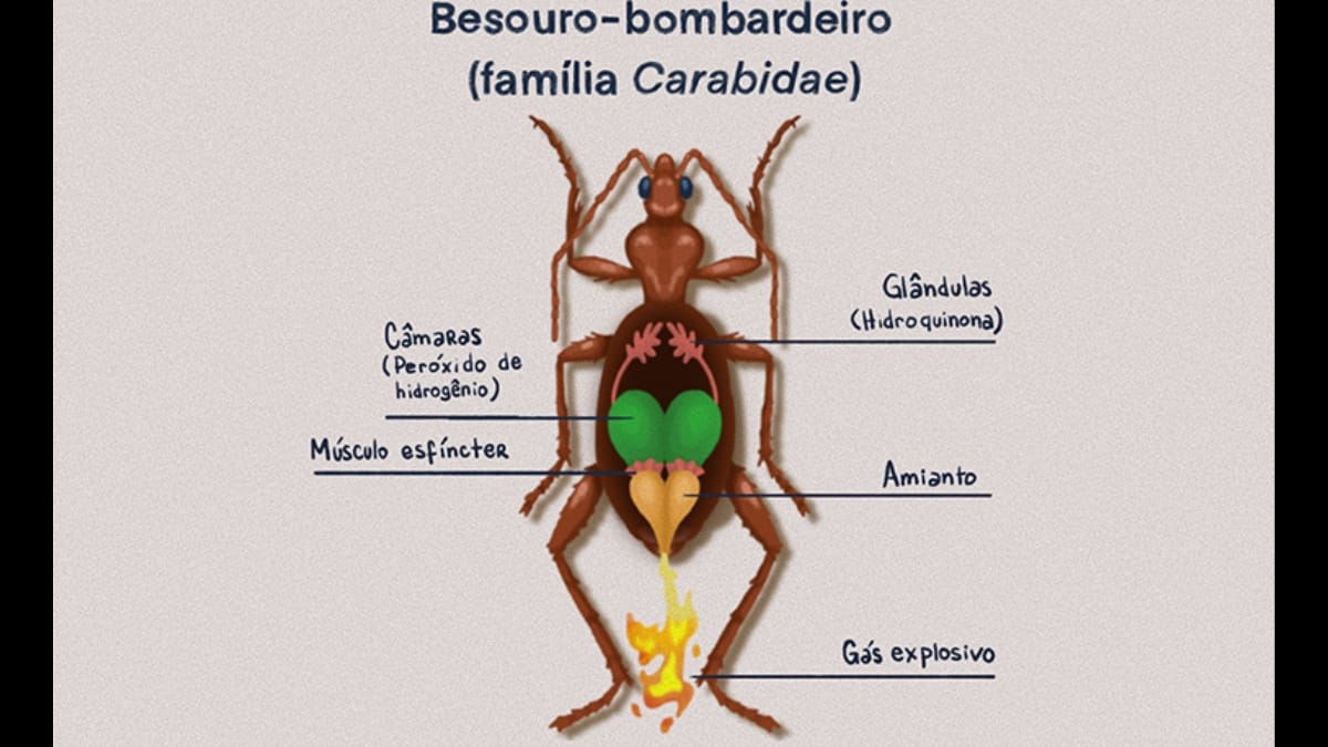 Infográfico ilustrado mostrando a anatomia interna de um besouro-bombardeiro e os órgãos responsáveis pela reação química.