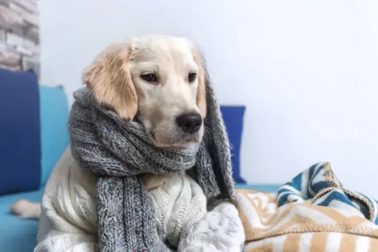 Cachorro com frio