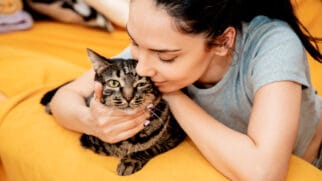 Gato recebendo carinho
