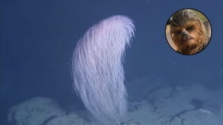O Coral de Águas Profundas No centro da imagem, ergue-se uma colônia de coral marinho com um visual muito peculiar. A estrutura tem um formato ligeiramente curvado em arco e é composta por milhares de ramificações filamentosas, finas e longas. Esses filamentos são de uma cor branca-rosada pálida com um leve brilho luminescente, assemelhando-se a uma densa cabeleira ou a um tufo de pelos compridos flutuando na correnteza. O coral está fixado em um fundo oceânico rochoso e irregular de coloração cinza-clara. O ambiente ao redor é preenchido por uma água de tom azul-escuro e profundo, típica de regiões abissais onde a luz solar não alcança. Imagem de Referência (Canto Superior Direito) Inserido no canto superior direito da imagem, há um recorte circular com uma moldura preta fina. Dentro desse círculo, aparece o rosto em close do personagem Chewbacca, da franquia cinematográfica Star Wars. O personagem, um alienígena da espécie Wookiee, exibe sua conhecida fisionomia coberta por uma pelagem densa e longa em tons de castanho e marrom, com olhos escuros e o focinho preto à mostra. O recorte serve para estabelecer um paralelo visual direto entre a textura "peluda" do coral e o aspecto do personagem.
