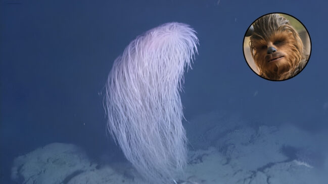 O Coral de Águas Profundas No centro da imagem, ergue-se uma colônia de coral marinho com um visual muito peculiar. A estrutura tem um formato ligeiramente curvado em arco e é composta por milhares de ramificações filamentosas, finas e longas. Esses filamentos são de uma cor branca-rosada pálida com um leve brilho luminescente, assemelhando-se a uma densa cabeleira ou a um tufo de pelos compridos flutuando na correnteza. O coral está fixado em um fundo oceânico rochoso e irregular de coloração cinza-clara. O ambiente ao redor é preenchido por uma água de tom azul-escuro e profundo, típica de regiões abissais onde a luz solar não alcança. Imagem de Referência (Canto Superior Direito) Inserido no canto superior direito da imagem, há um recorte circular com uma moldura preta fina. Dentro desse círculo, aparece o rosto em close do personagem Chewbacca, da franquia cinematográfica Star Wars. O personagem, um alienígena da espécie Wookiee, exibe sua conhecida fisionomia coberta por uma pelagem densa e longa em tons de castanho e marrom, com olhos escuros e o focinho preto à mostra. O recorte serve para estabelecer um paralelo visual direto entre a textura "peluda" do coral e o aspecto do personagem.