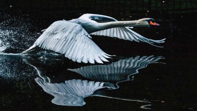A imagem mostra um cisne