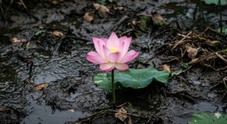 Flor de lótus florescendo pura e intacta no meio de um pântano de águas turvas.