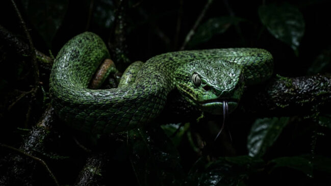 Nova serpente descoberta tem potente sensor de calor e ataca na escuridão total