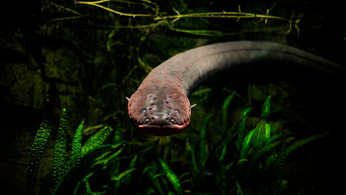 Foto em close-up frontal de uma enguia-elétrica nadando em águas escuras, cercada por plantas aquáticas verdes ao fundo.