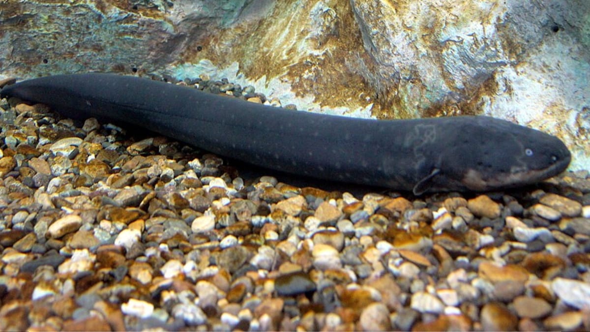 Enguia-elétrica de corpo inteiro repousando sobre um fundo de pequenos cascalhos e pedras coloridas em um aquário.