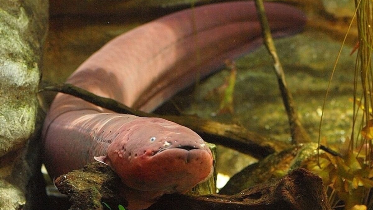 Close-up da cabeça de uma enguia-elétrica de tom rosado, apoiada sobre troncos submersos em um ambiente aquático.