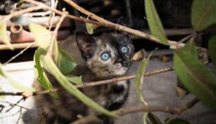 A imagem mostra um gato filhote