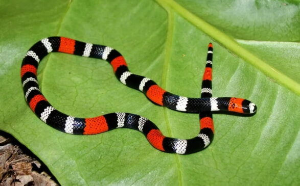 Considerada uma das serpentes mais venenosas do Brasil, a coral-verdadeira desenvolveu ao longo da evolução uma estratégia conhecida pela ciência como coloração de alerta.