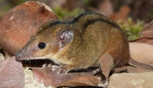 Com apenas algumas dezenas de gramas e uma 'máscara' natural exclusiva, a cuíca-de-três-listras prova que o Brasil ainda guarda segredos fascinantes